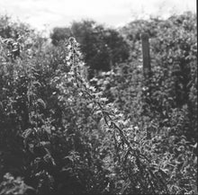 Afbeelding in Gallery-weergave laden, Not sold out, email for info how to order | Hasselblad 503CX + CF 80mm 2.8 T* + A12